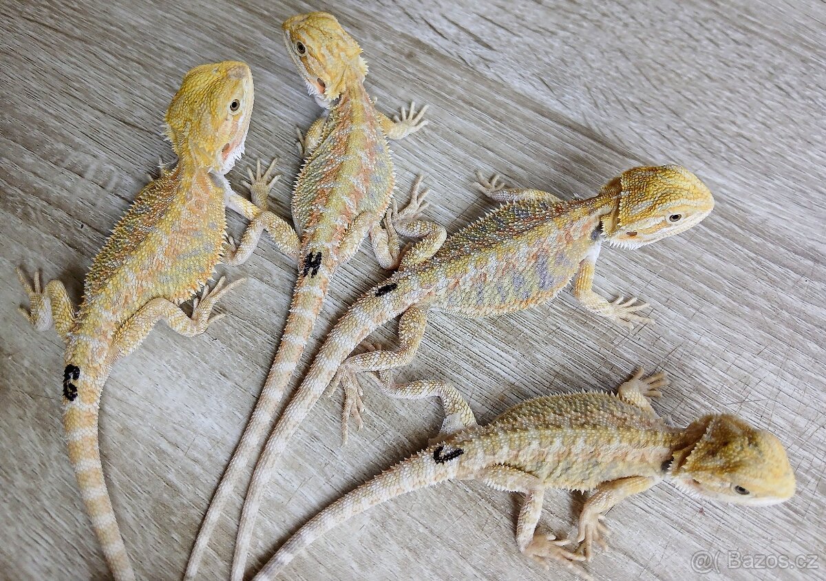 Agama vousata - 3