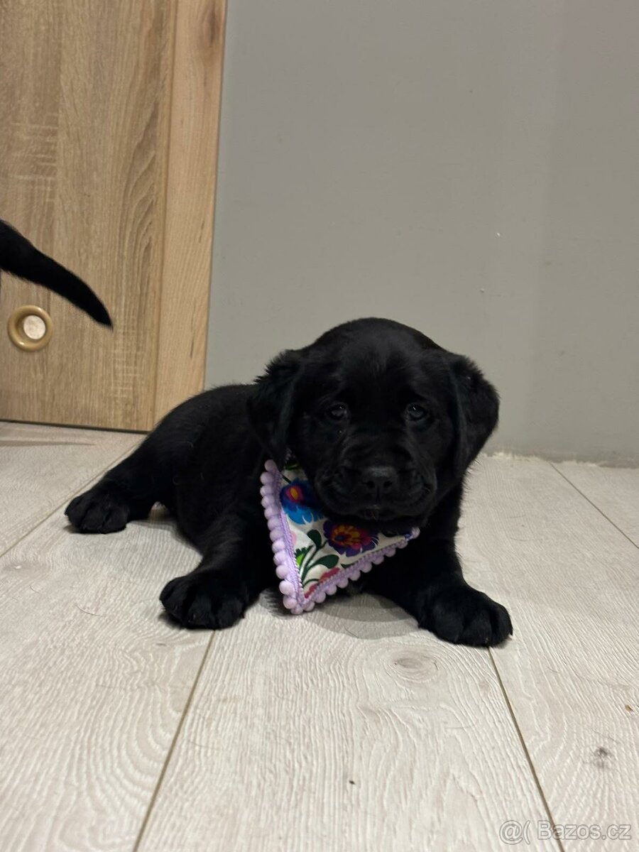 Štěňata Labradorský retriever - 3