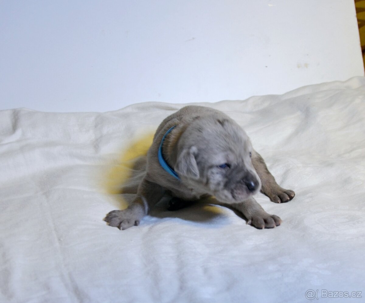 Louisianský leopardí pes s PP - 3