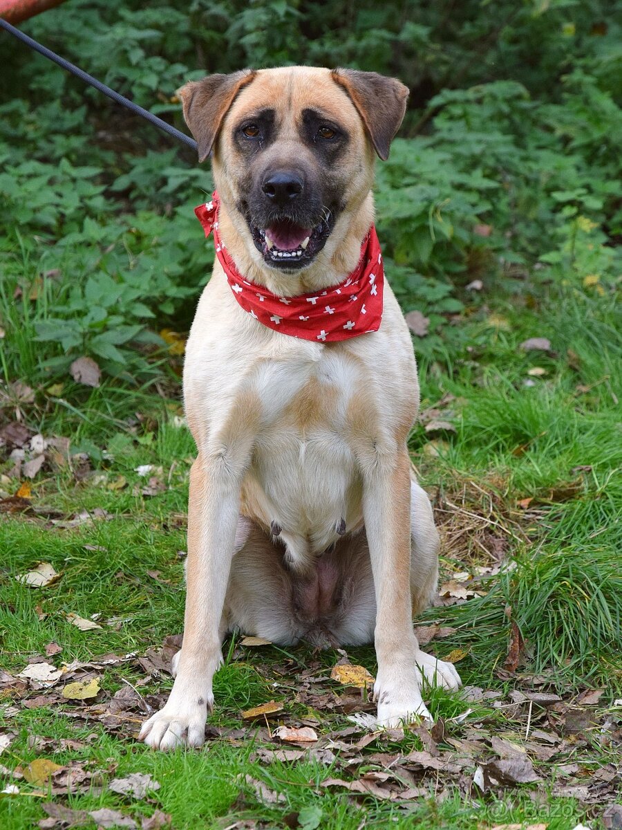 🐶 Tina – krásná a oddaná společnice 💛 - 3