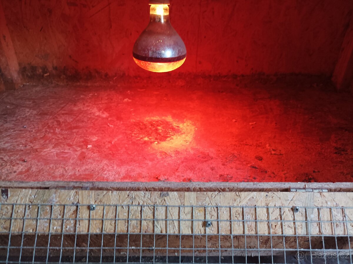 Velká odchovna drůbeže - 3