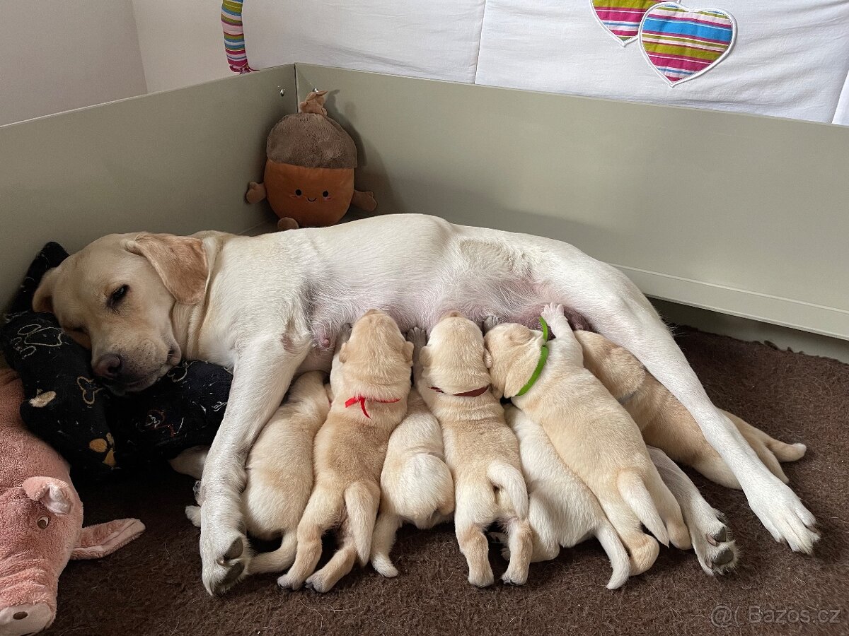 🐾 Labradorský retrívr s PP – štěňátka k odběru ihned 🐾 - 3