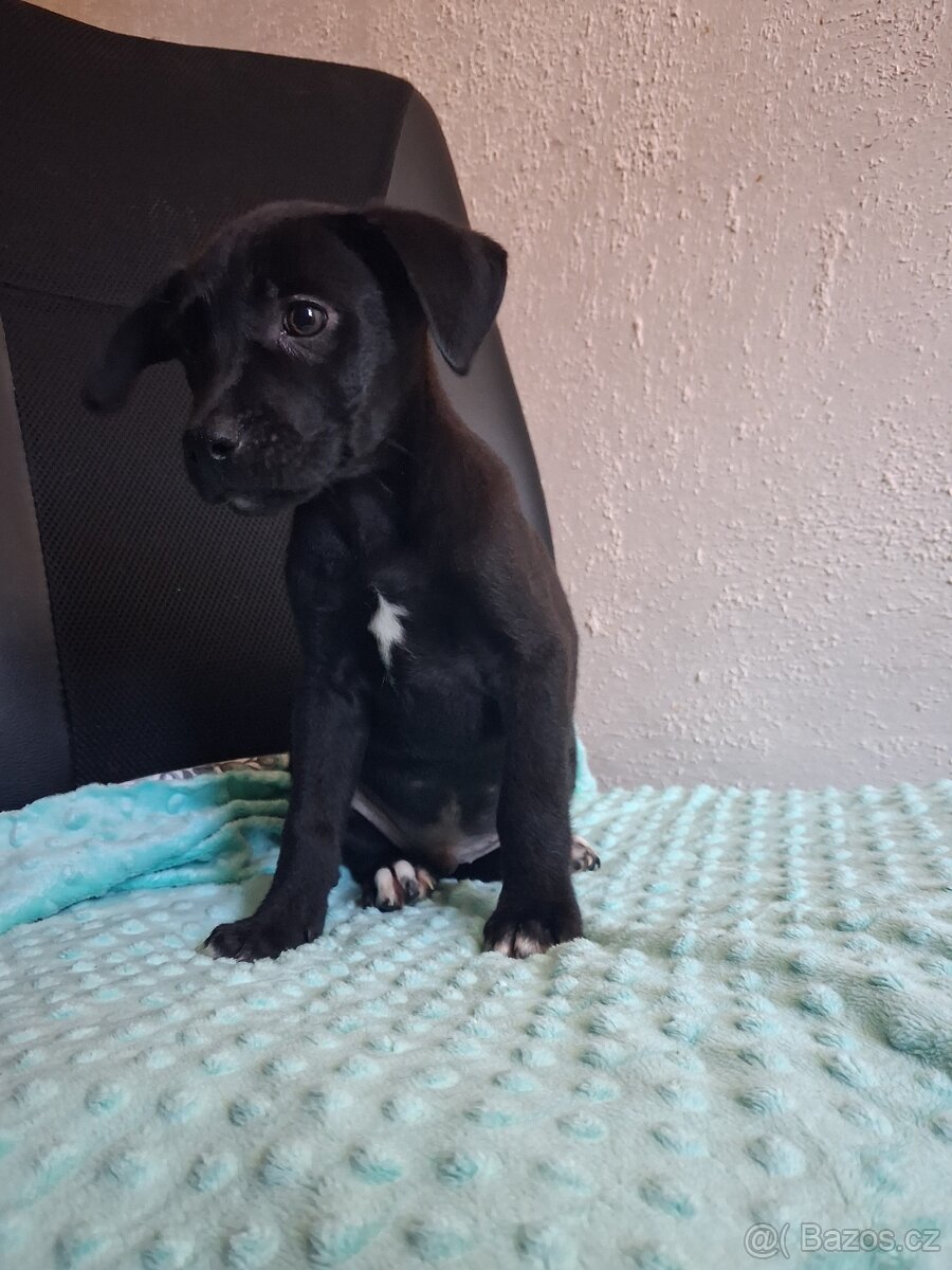 Štěňátka kříženci stardšírský bullteriér - 3