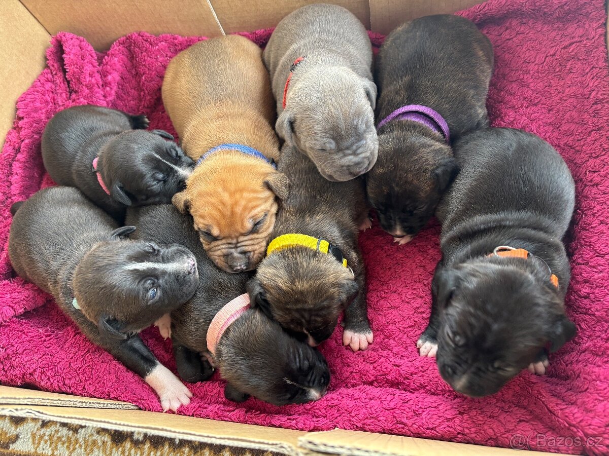 Americký stafordsirsky terier, Stafford, amstaf - 3