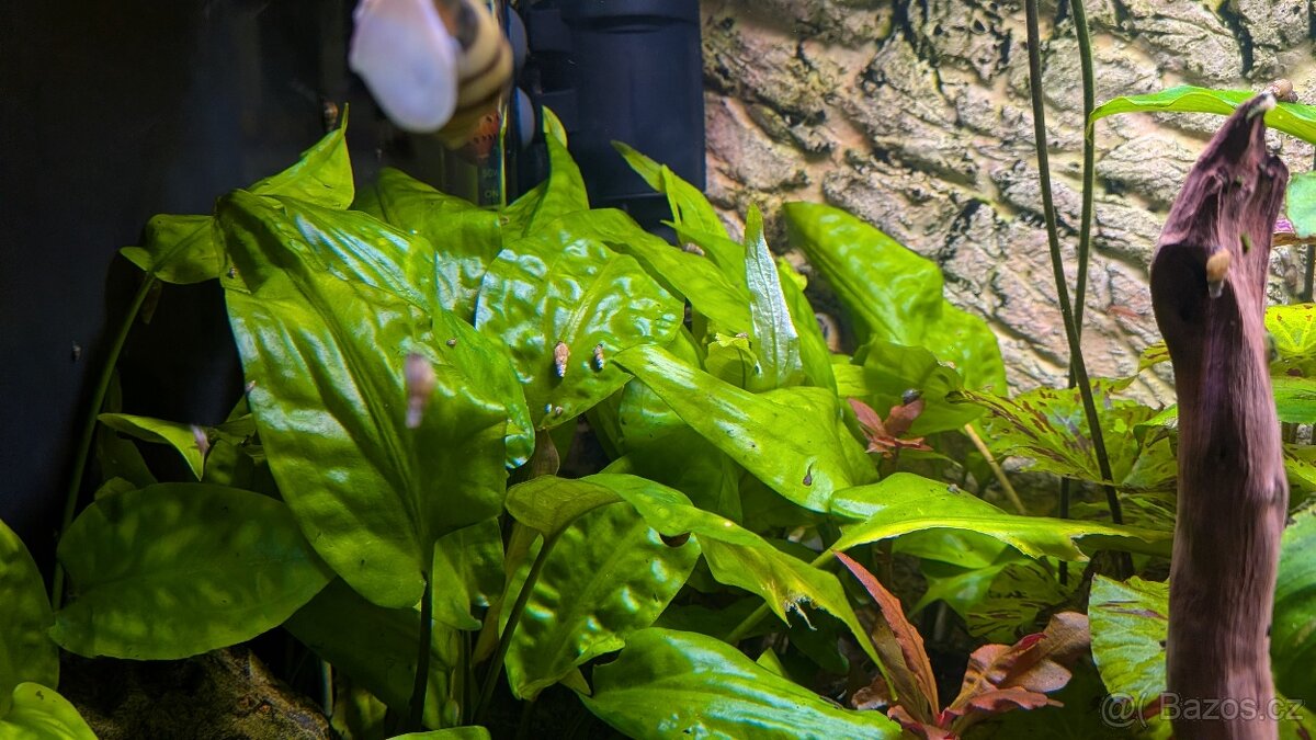 Prostřih akvarijních rostlin - 3