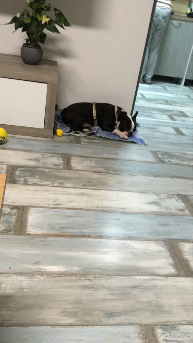 Francouzský buldoček - 3