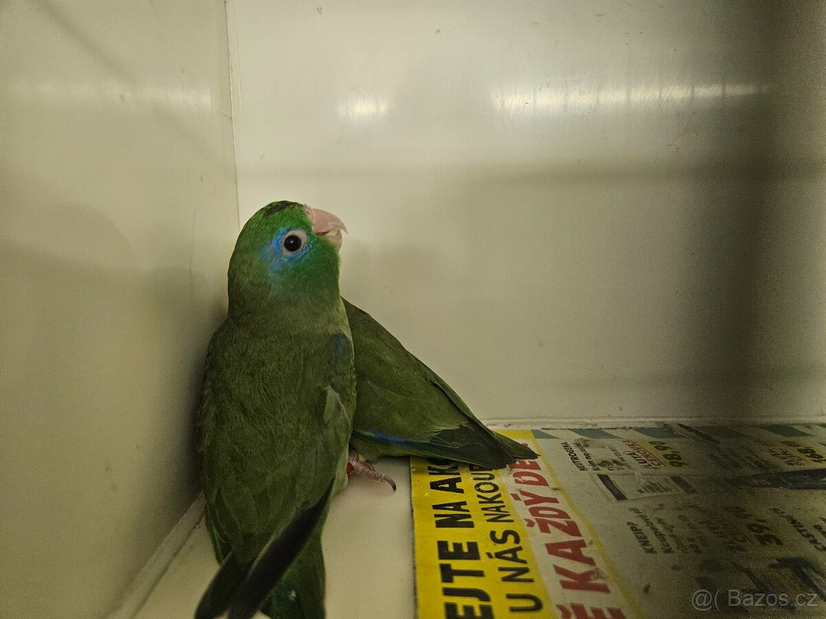 Papoušíček brýlatý - 3