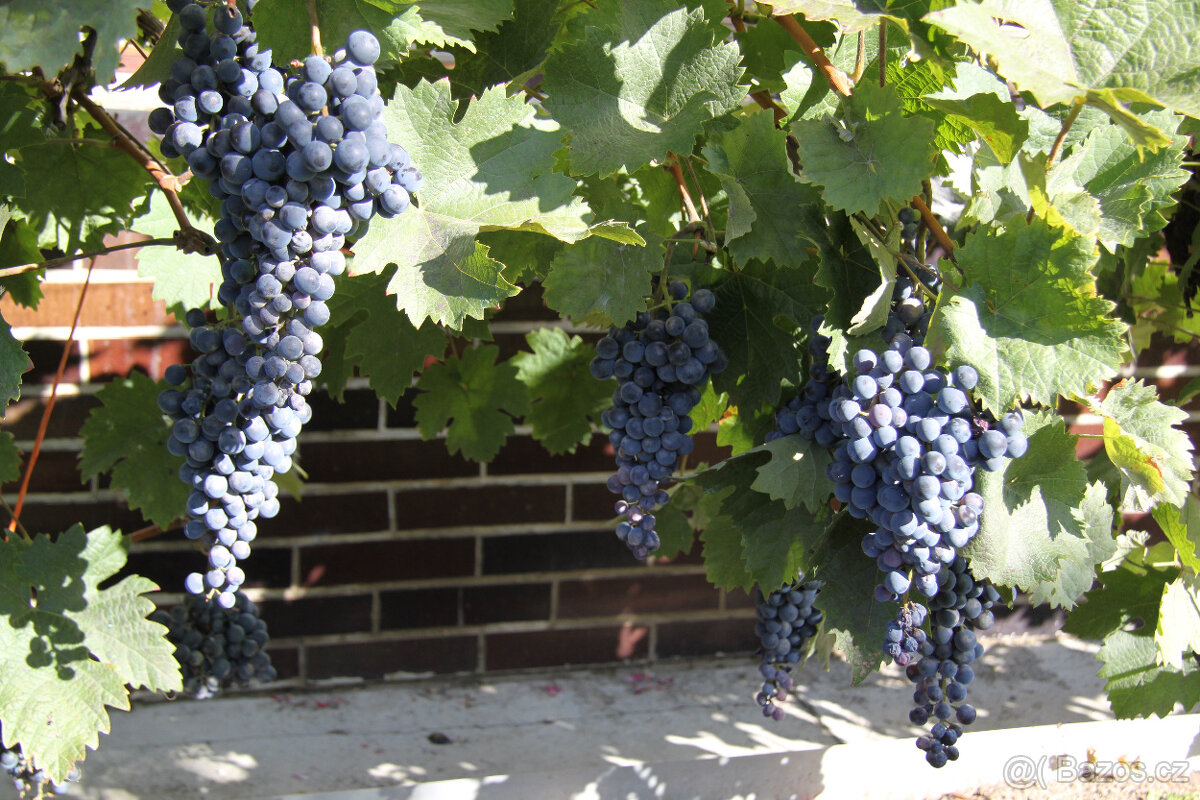 Víceleté sazenice vinné révy - 3