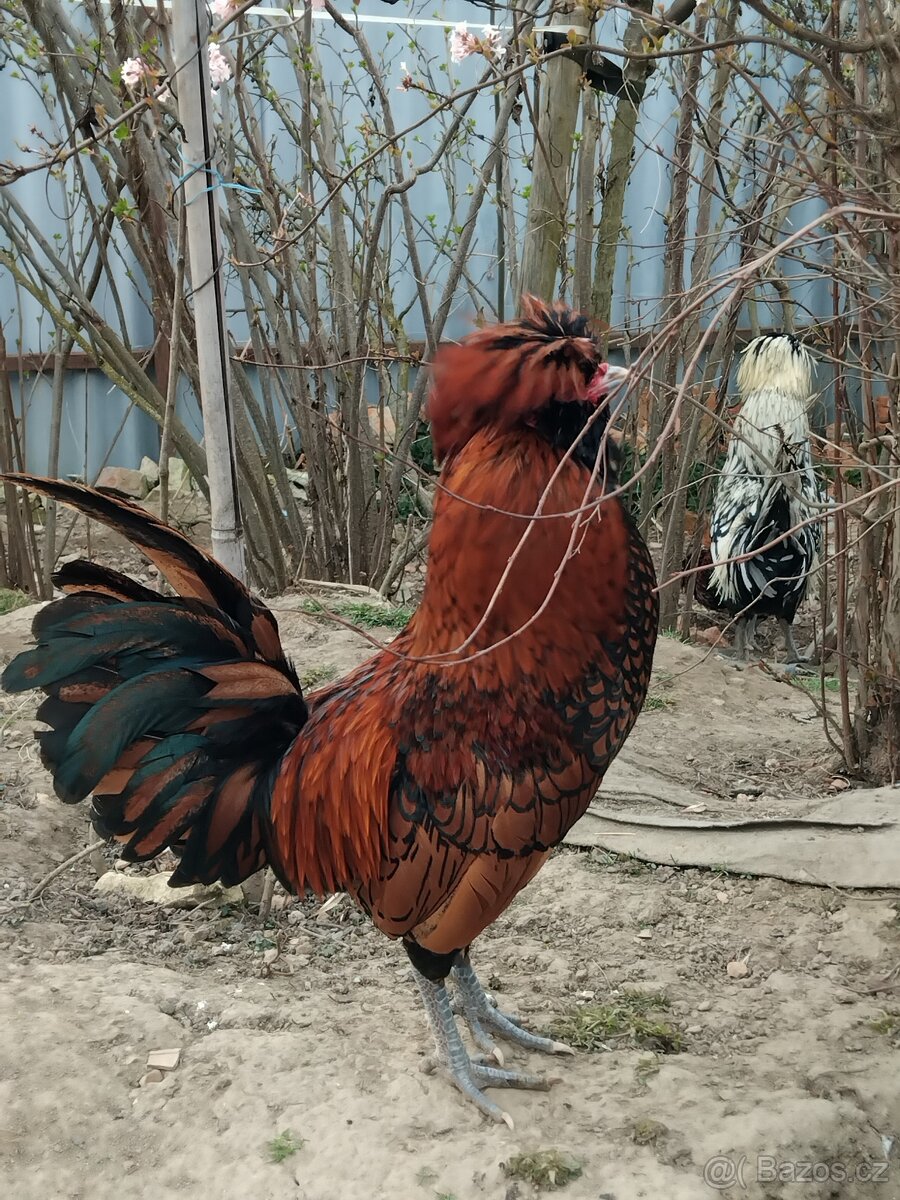 Paduánka - kohoutek - 3