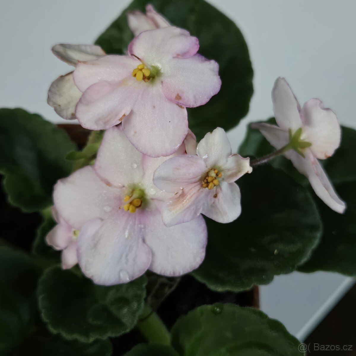 Fialka bílorůžová, zakořeněný list - 3