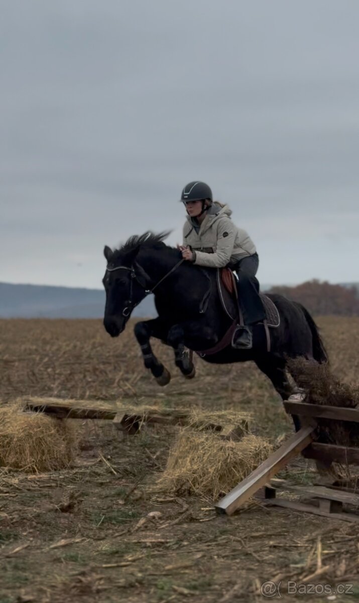 Spolehlivá klisna New Forest pony - 3