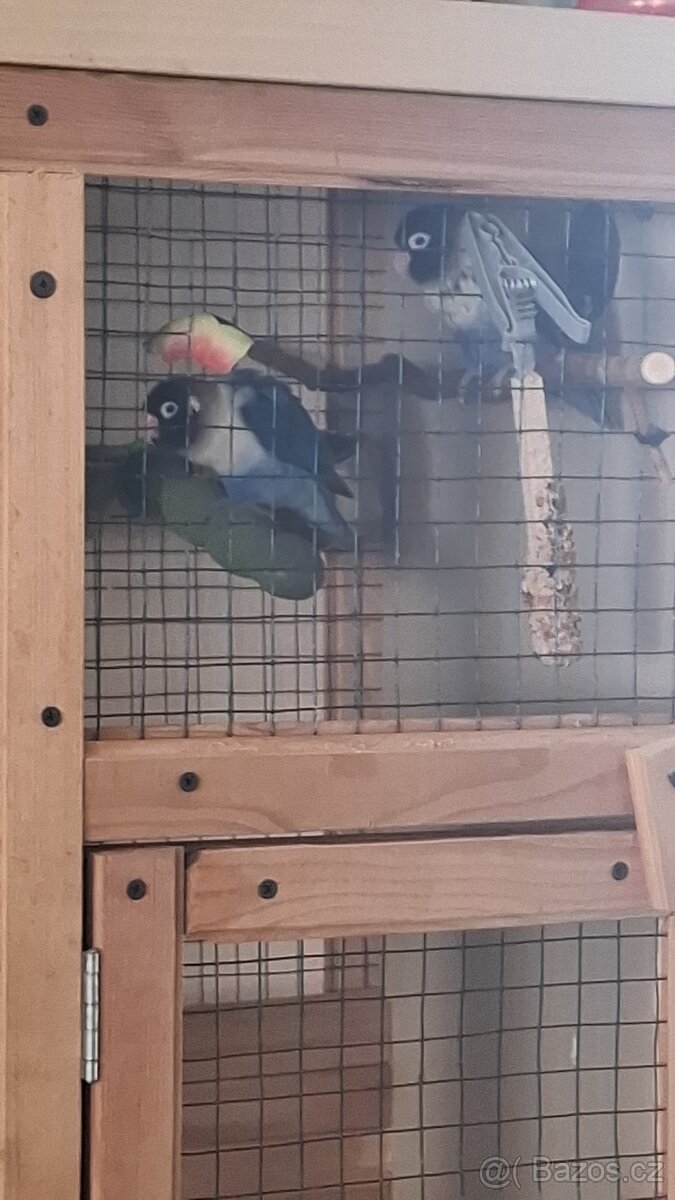 Agapornis chovný par - 3