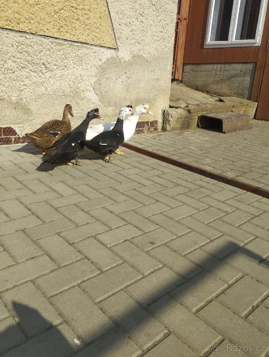 Pižmové kachny - 3