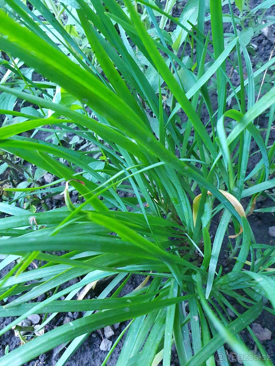 Česneková tráva - 3