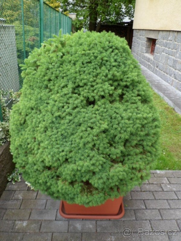 STROMKY PICEA SONICA - 3