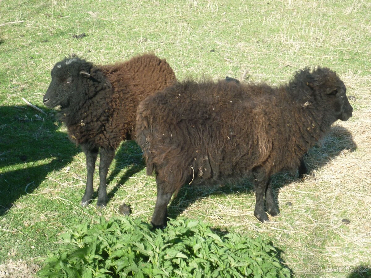 Quessantské ovce - 3