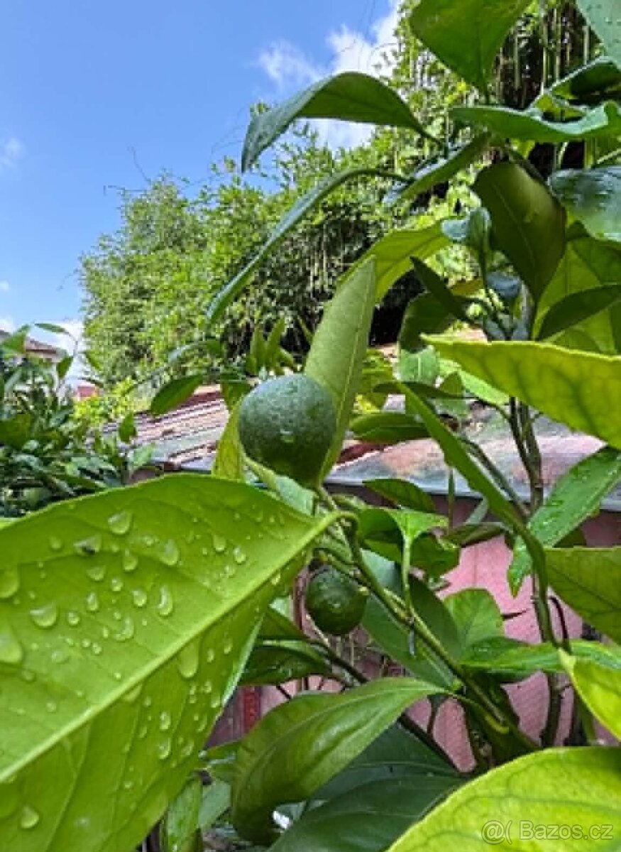 prodej plodících citrusů - 3