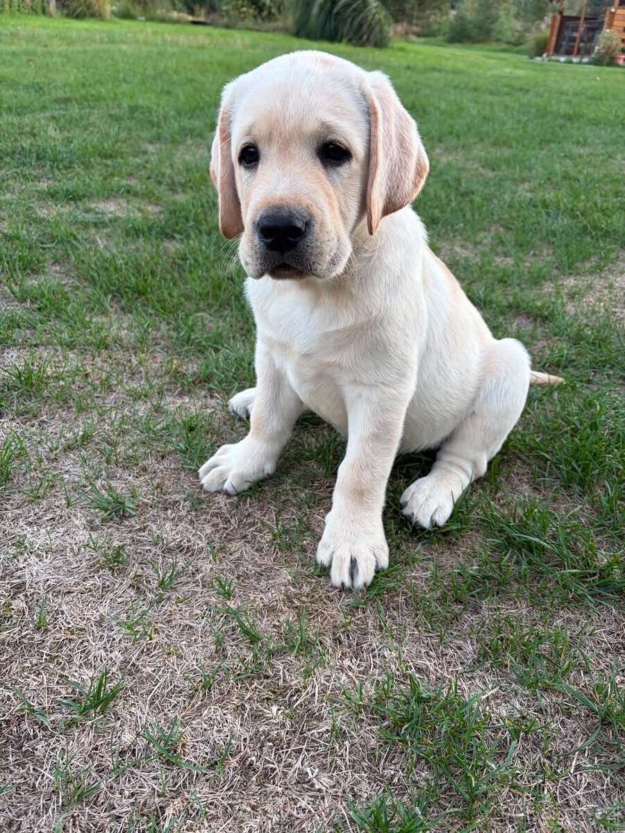 Labradorský retrívr s PP - štěňátka - 3