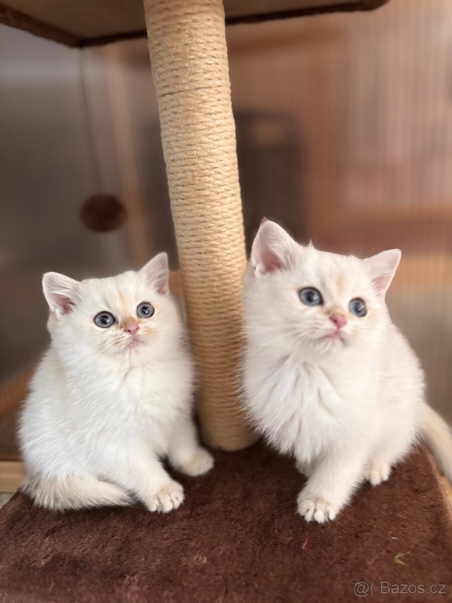 Britská koťata - 3