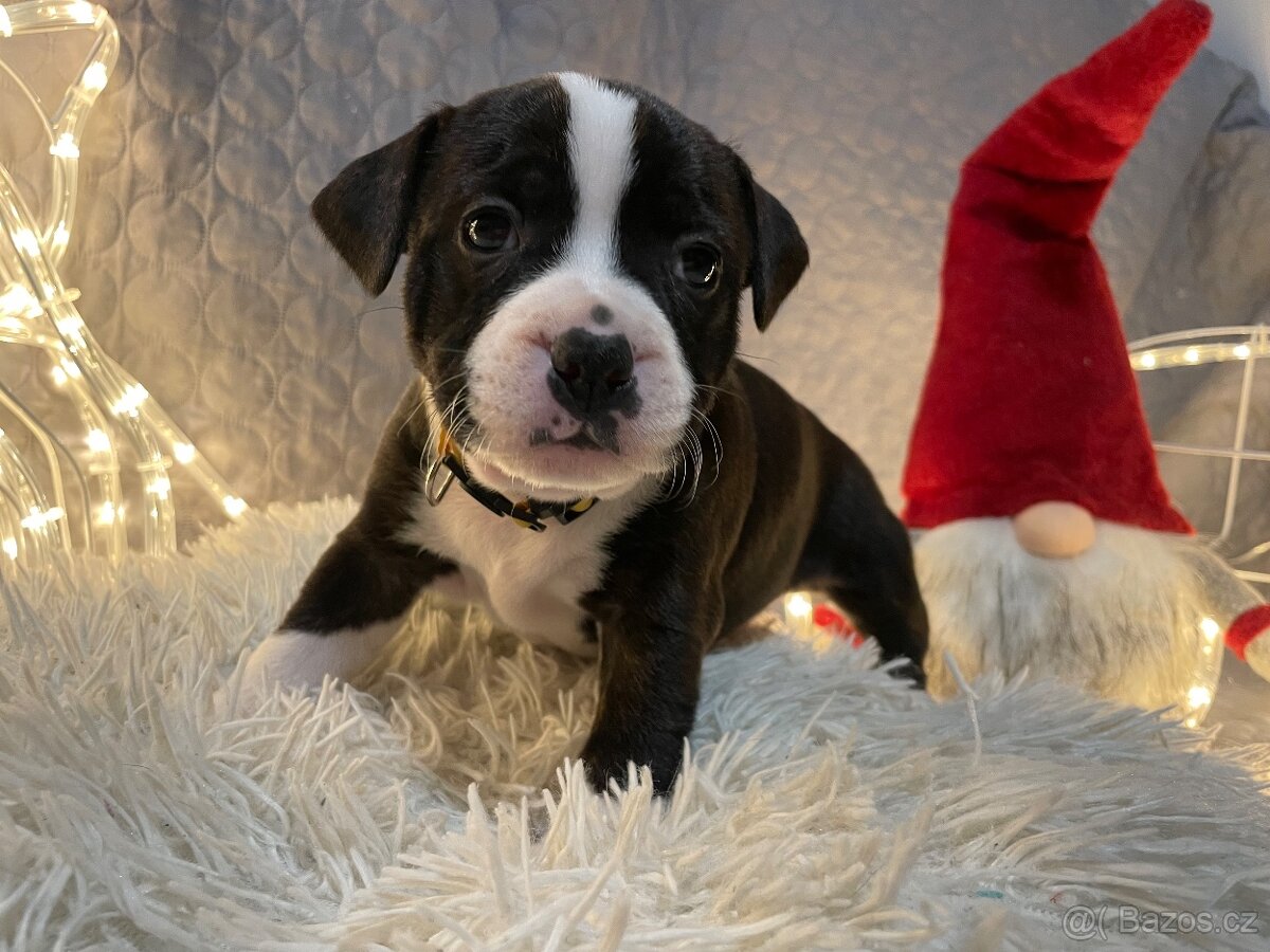 Stafordširský bullterier - štěňata s PP - 3