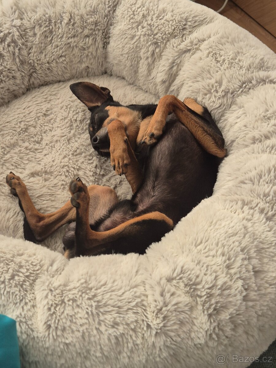 prazsky krysarik nabizim kryti - 3