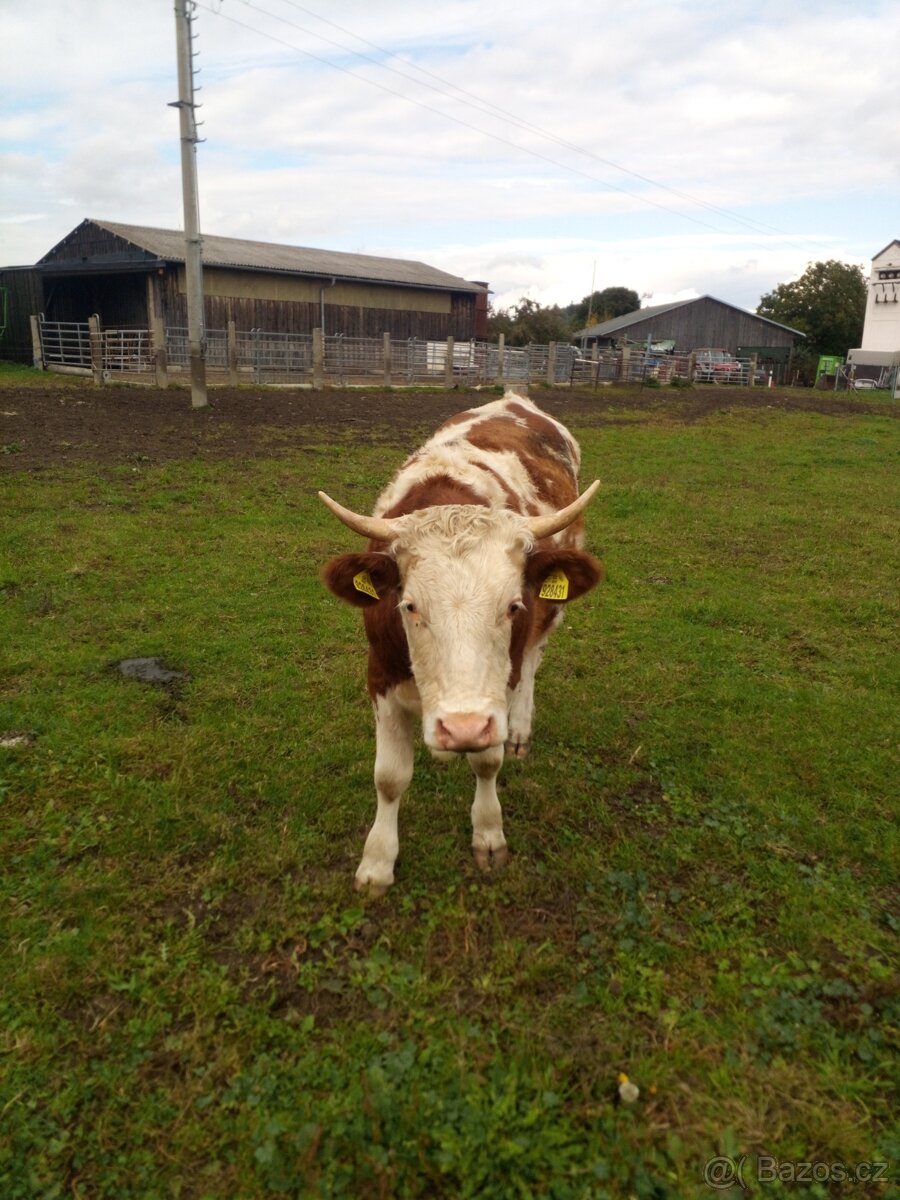 Prodám Jalovici - 3