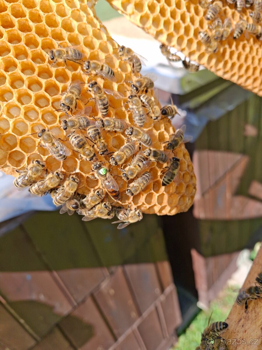 Vyzimované oddělky a včelstva - 3