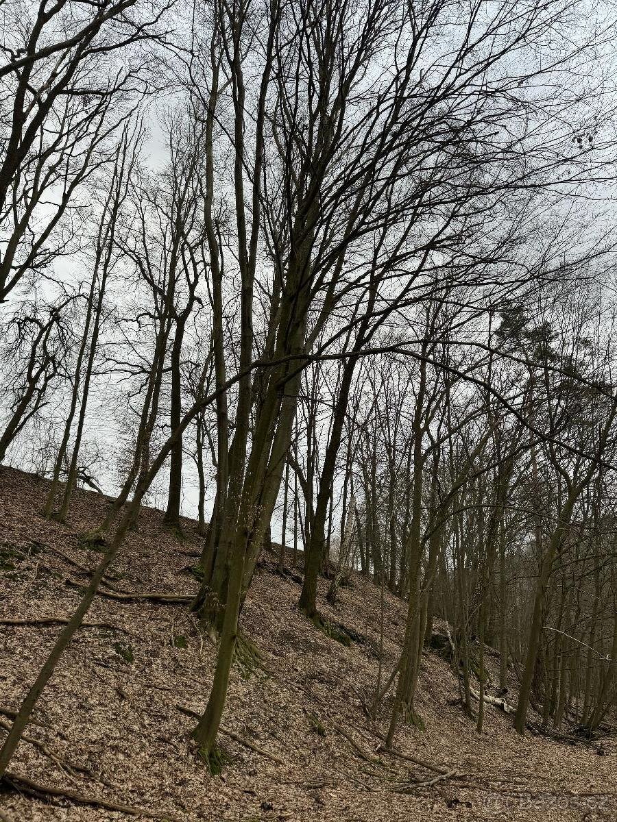 Prodám lesní pozemek v k.ú. Luka - 3