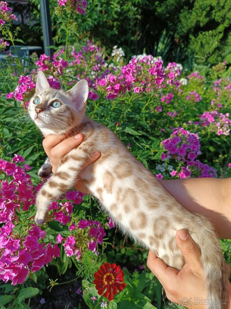 Předběžná rezervace Bengálských koťátek s PP SILVER SNOW - 3