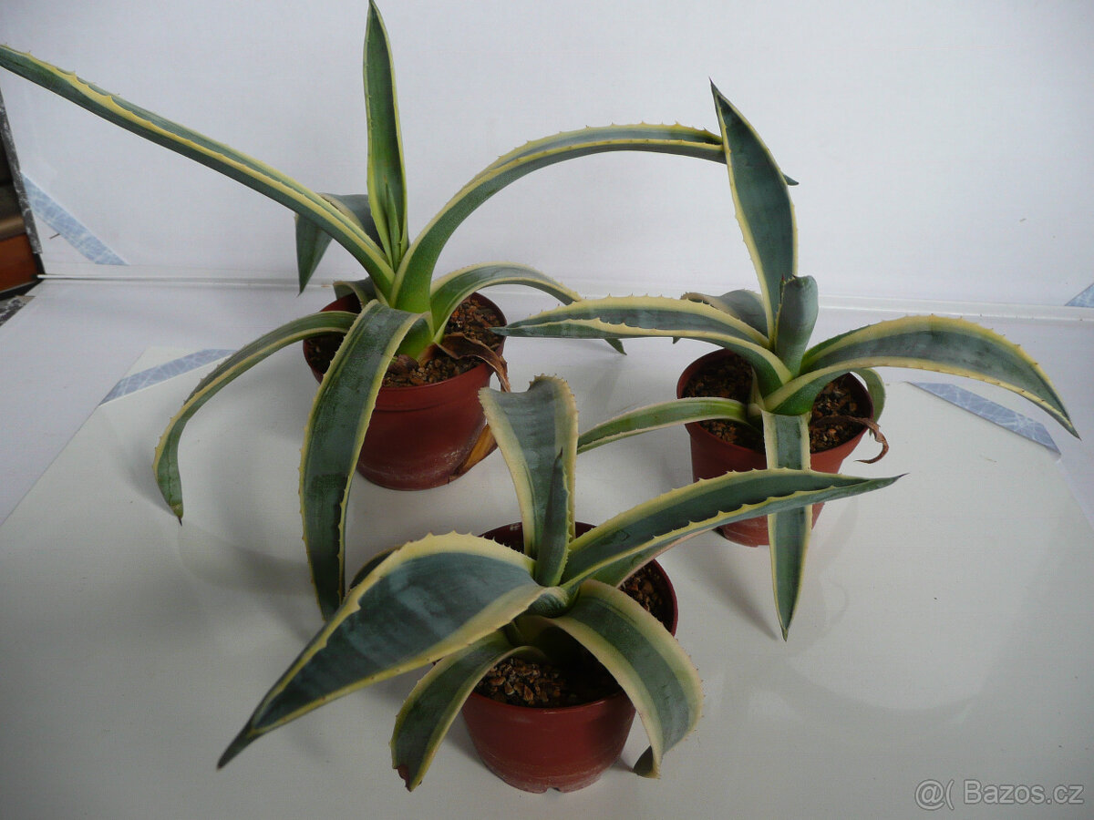 Agave americana - 3