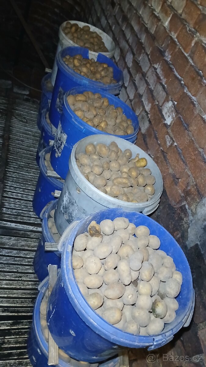 Sadbové brambory - domácí sadba - 3