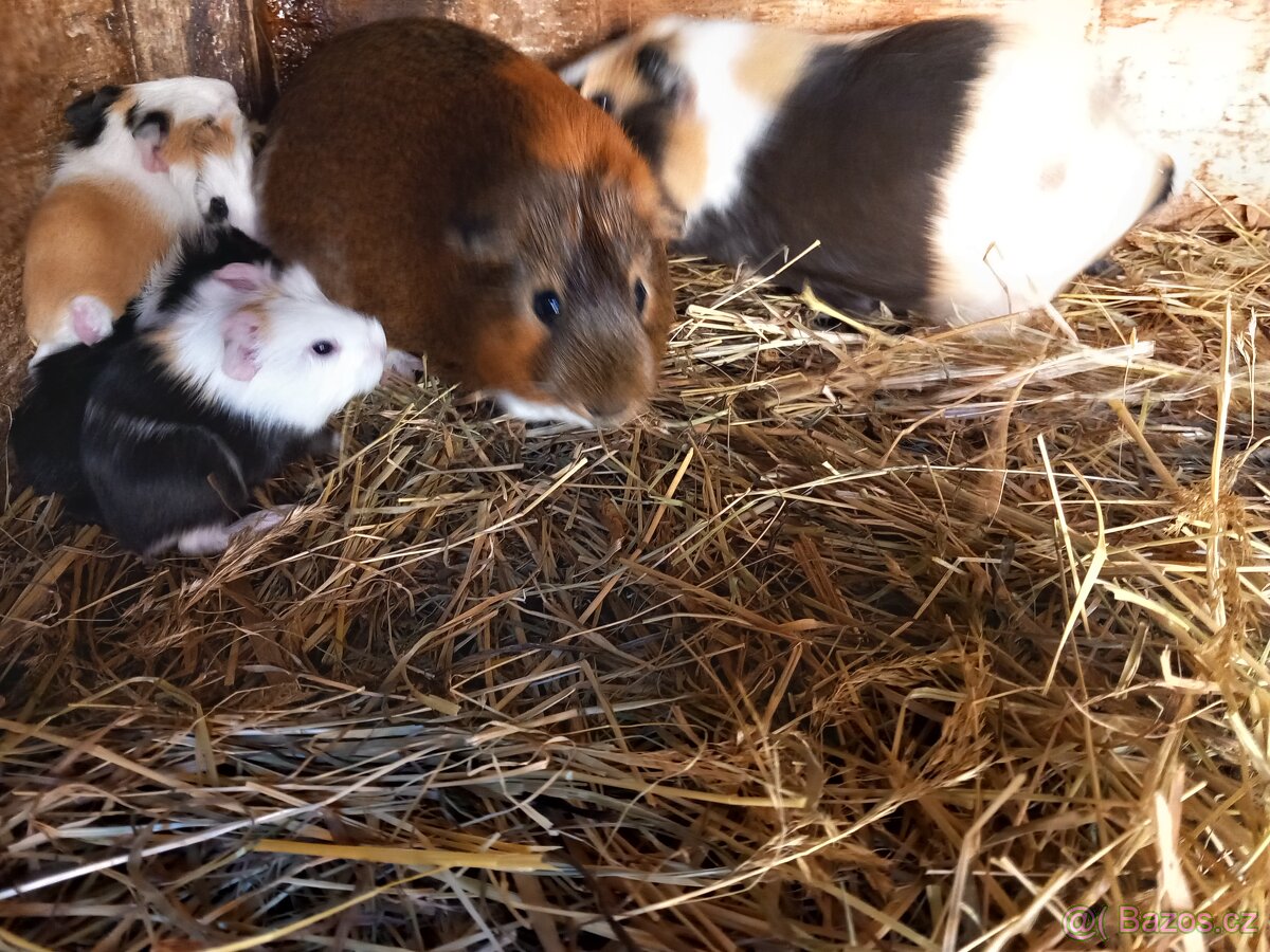 Hladkosrstá morčata - 3