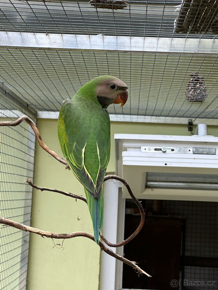 Prodej alexandr vousatý - 3