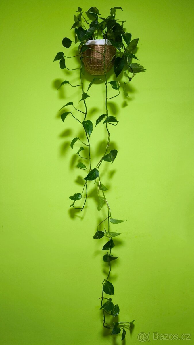 Prodám krásný velký Scindapsus - 3