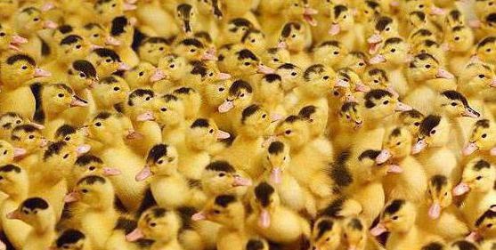 Housata,káčata,mulardi a jiné - 3