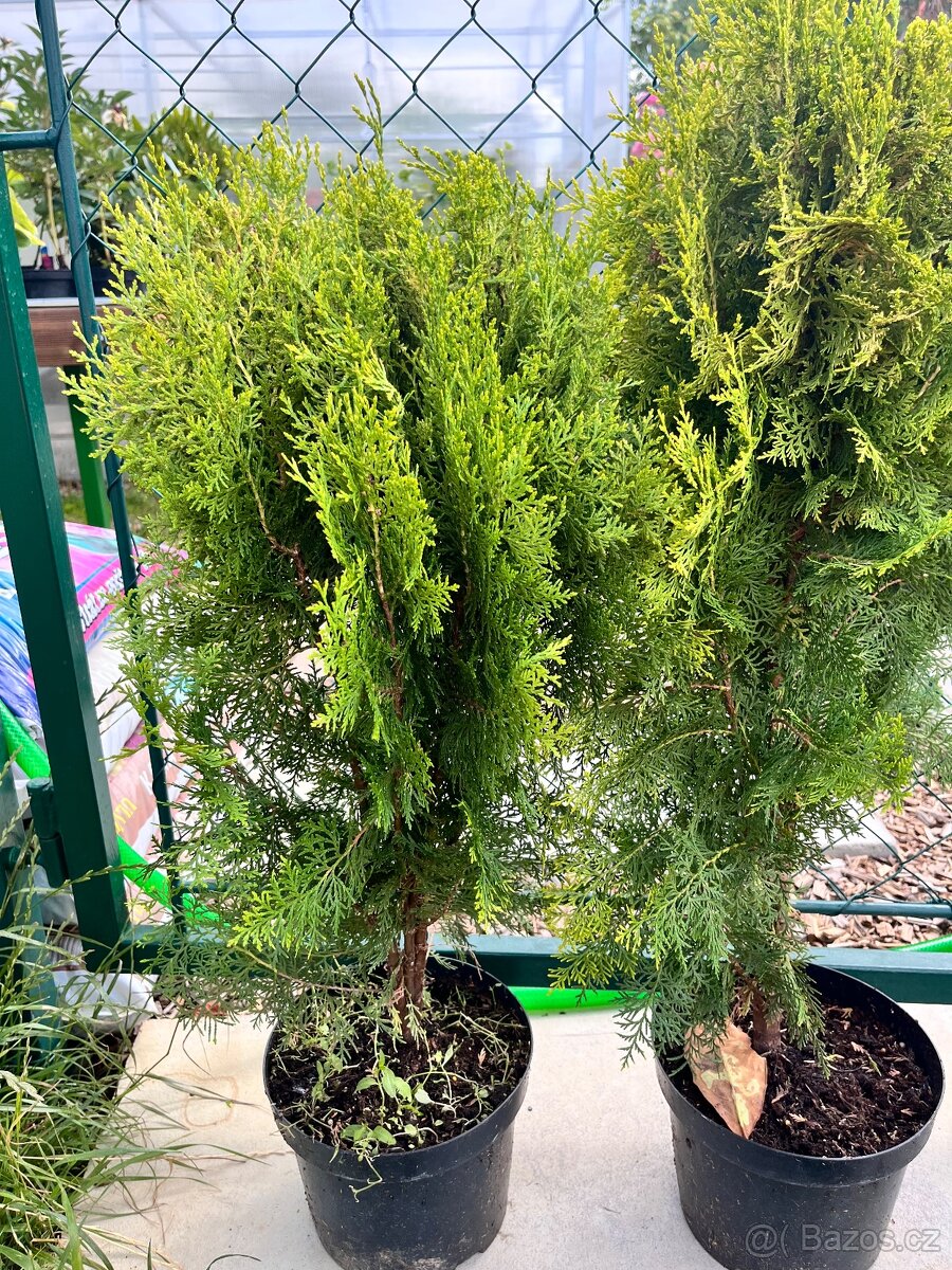 Thuje aurea pyramidalis - 3