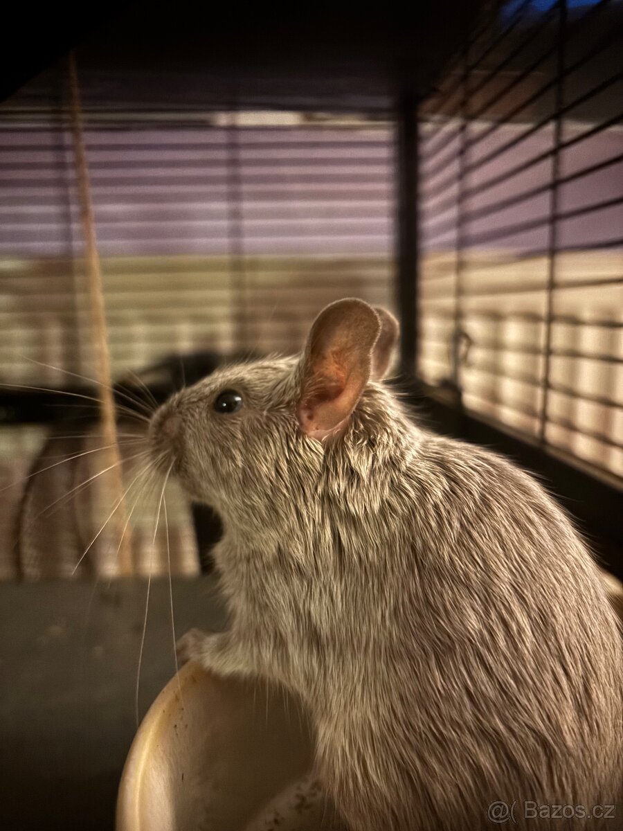Osmák degu - 3