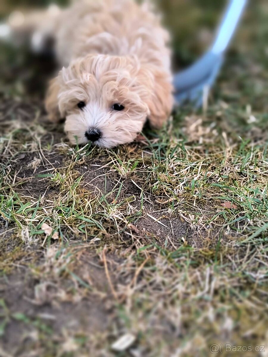 Maltipoo - 3