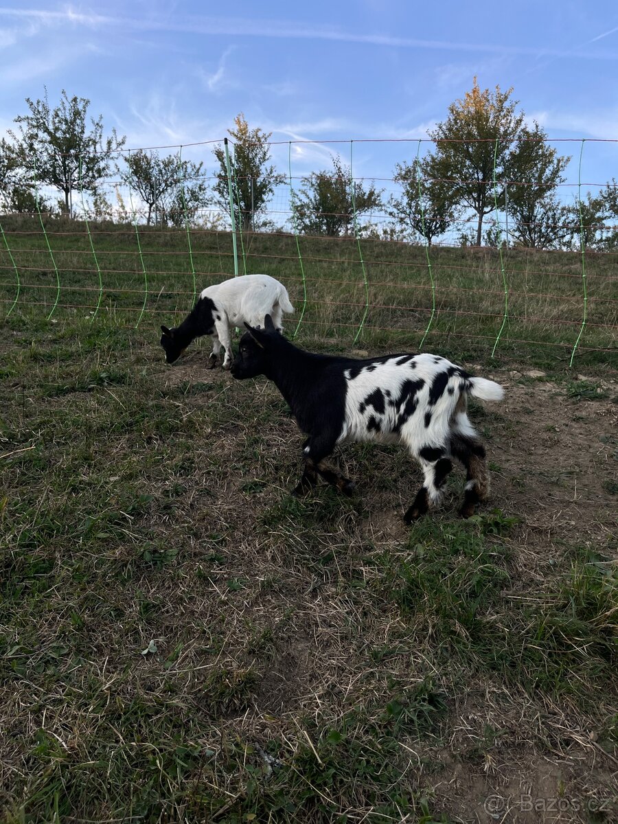 Koza a kozel na prodej - 3