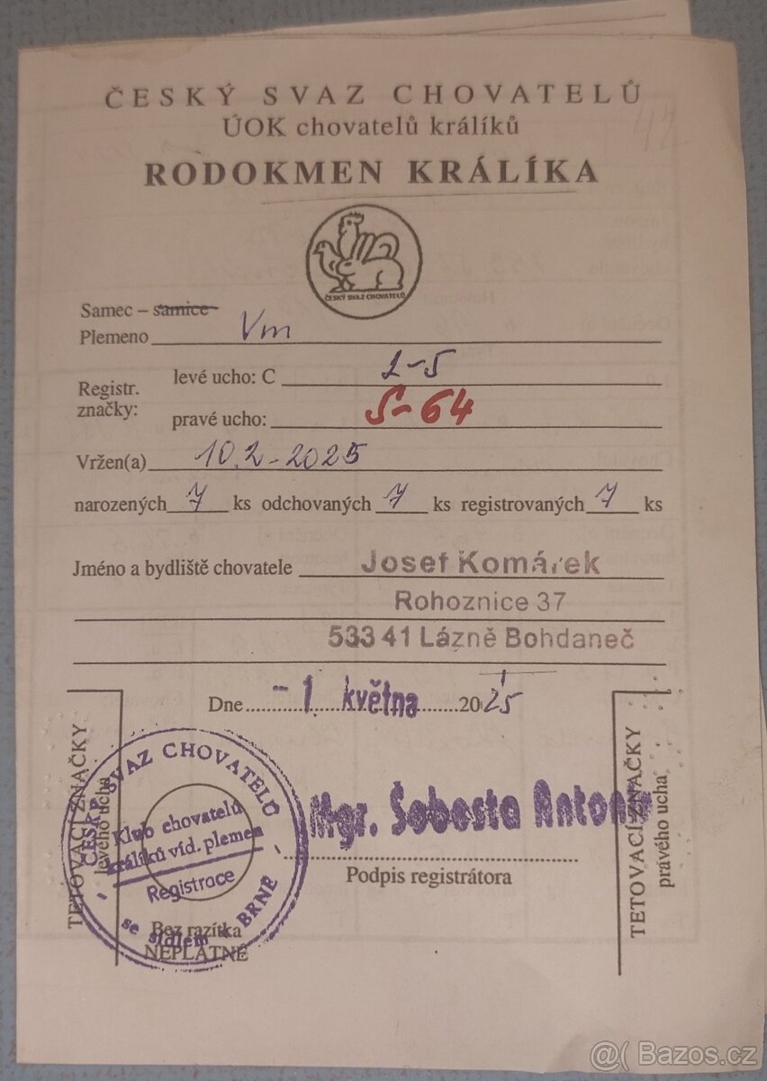 Vídeňský modrý - Rodokmen - 3