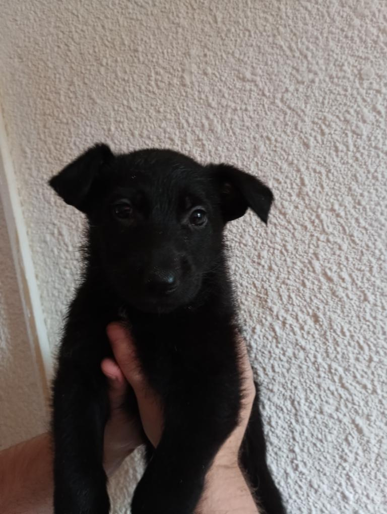 Německý ovčák -Fenka - 3