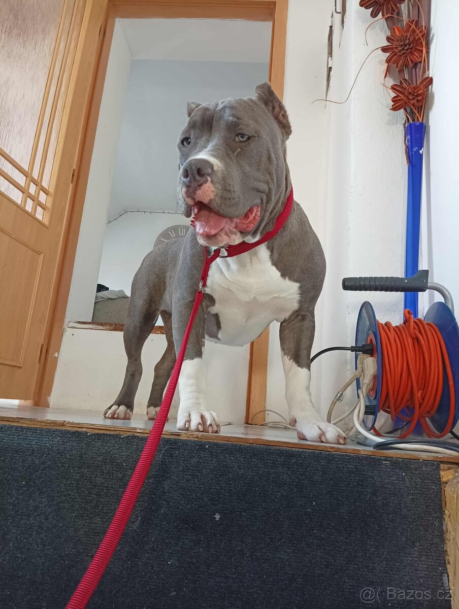 American bully - 3