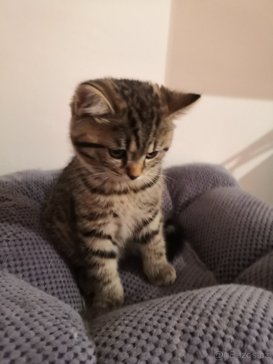 Poslední skotské klapouché koťátko - 3