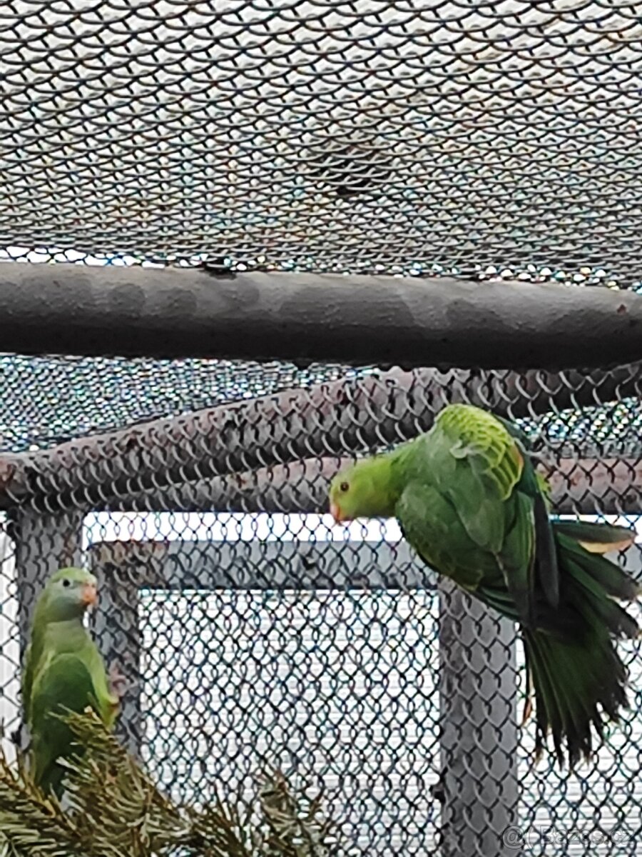 Papoušek senegalský - 3