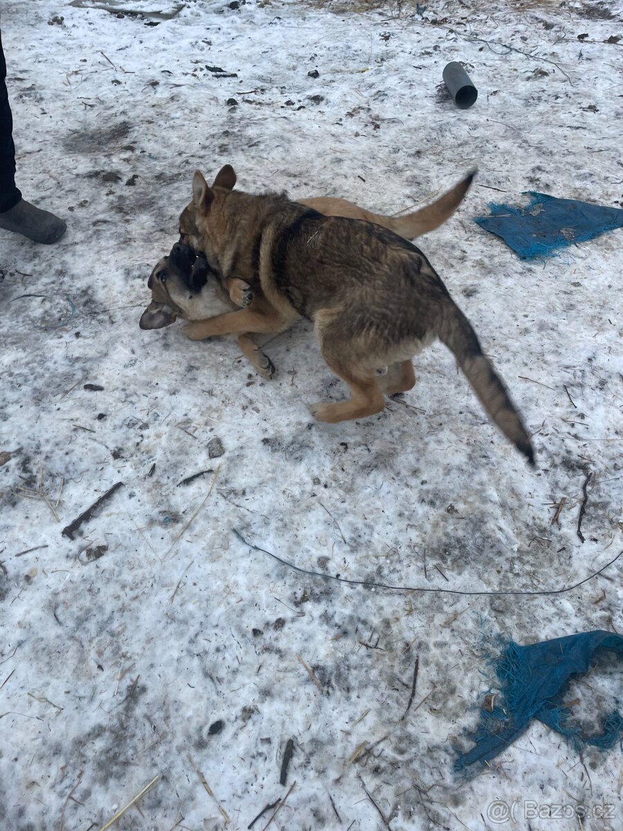 Štěně vlčáka - 3