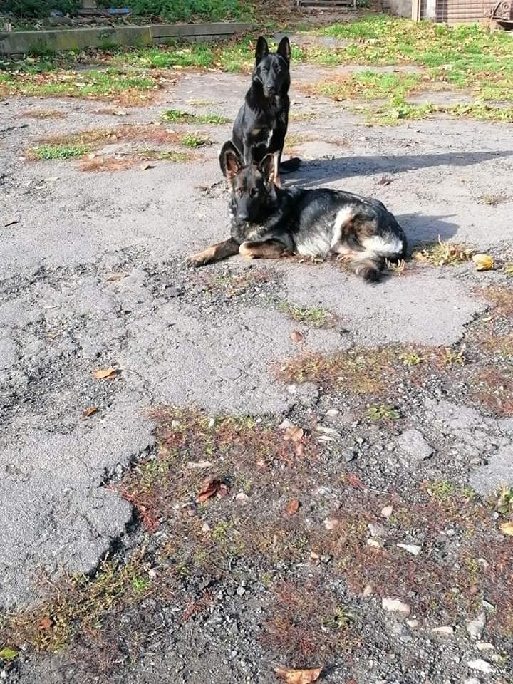 Nemecky ovčák štěňata - 3
