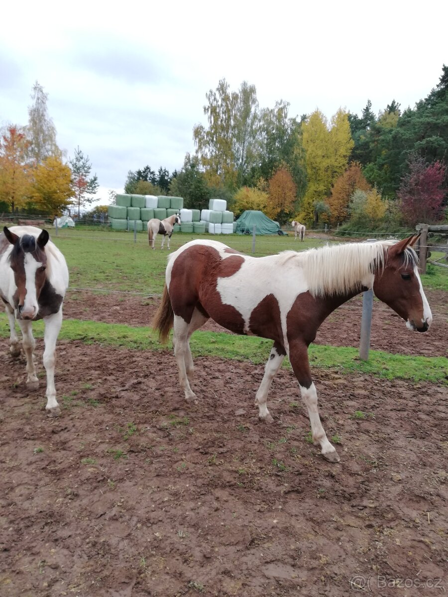 Letos dvouletá klisna 75% APH - 3