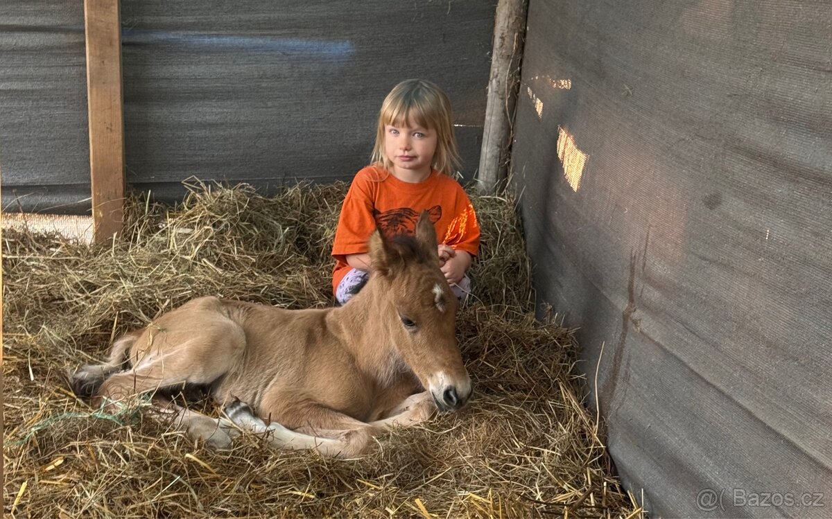 Hřebeček k rezervaci - 3