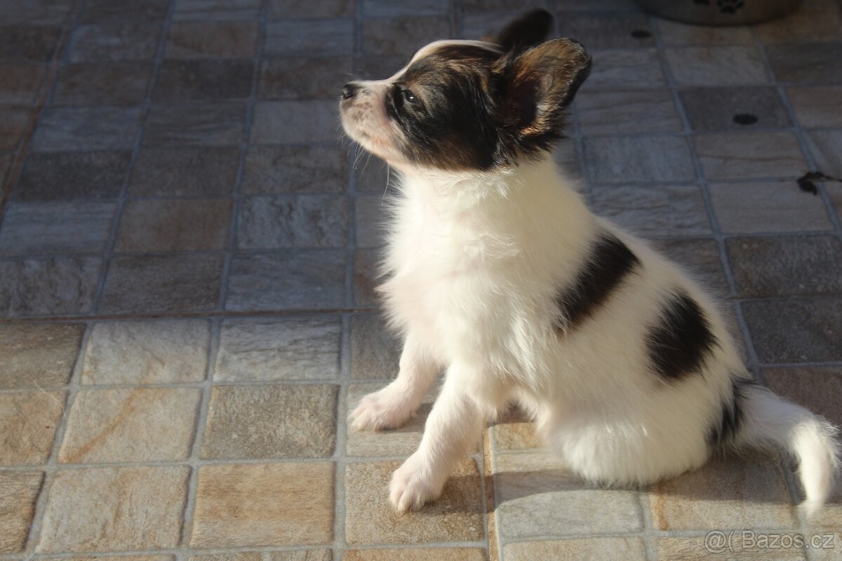 Papillon - pejsci s PP - 3