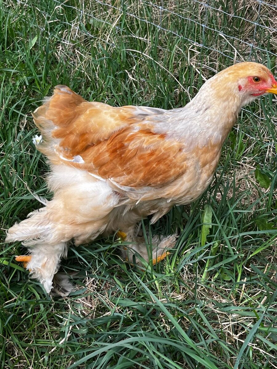 Brahmanka velká kohoutci - 3